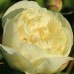 Півонія Paeonia Seidl's Super